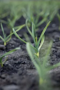 Young garlic in the ground in spring. Vertical photo. Close-up. Stock Photos
