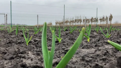 Young garlic is planted in rows on a field near the forest close-up Stock Footage 188448004