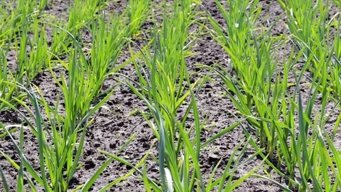 Young garlic plants in the field Stock Footage 74722925