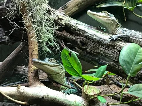 Young Gators 스톡 사진