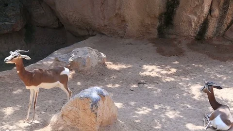 Young gazelle resting Stock Footage