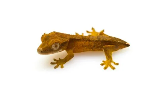 Young gecko Stock Photos