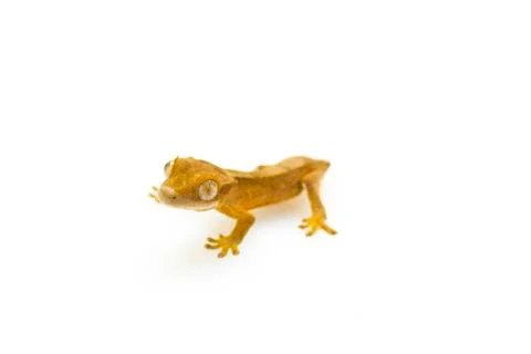 Young gecko Stock Photos