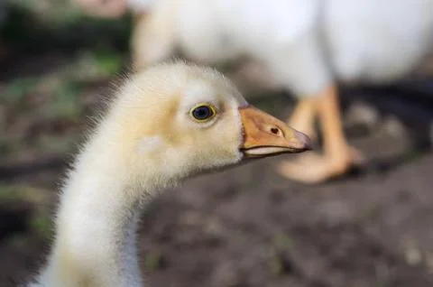 Young geese in the courtyard Stock Photos