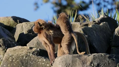 A young geladas baby (Theropithecus gelada) delousing mother's fur. Stockbeeldmateriaal 229310991