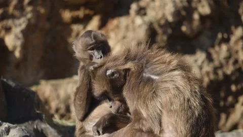 A young geladas baby (Theropithecus gelada) delousing mother's fur. Stockbeeldmateriaal 229311196