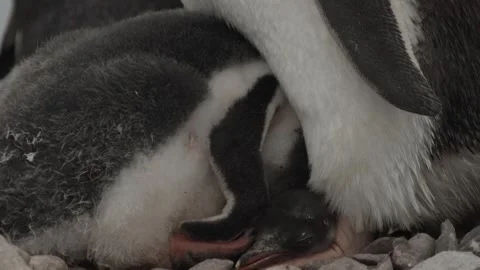 Young gentoo penguin chicks hide under mother to stay warm. Very cold Stock Footage 287455699
