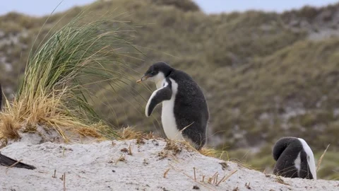 Young Gentoo Penguin With Deformed Beak Flaps Wings and Waddles Stock Footage 277919927