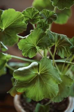 Young geranium branch Stock Photos