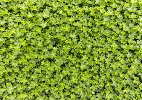 Young geranium plants background Stock Photos