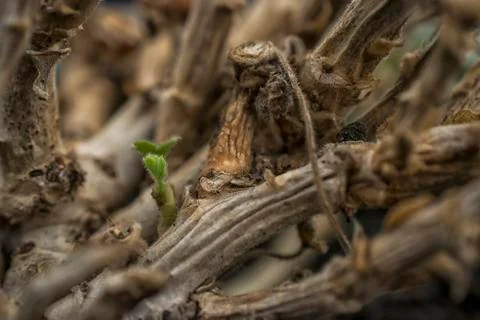 Young Geranium Sprout Stock Photos