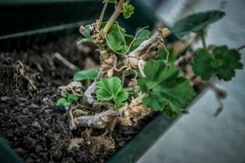Young Geranium Sprout Stock Photos