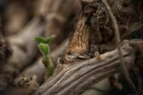 Young Geranium Sprout Stock Photos