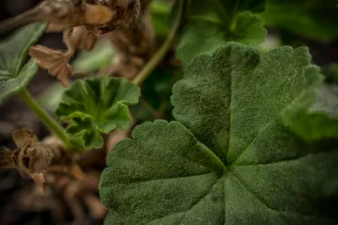 Young Geranium Sprout Stock Photos