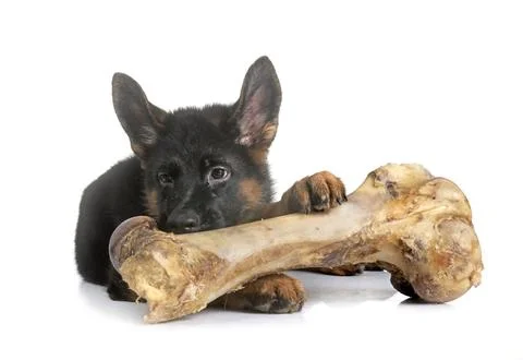 Young german shepherd and bone Stock-Fotos