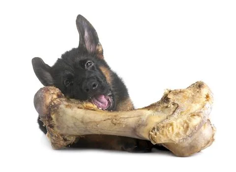 Young german shepherd and bone Stockfoto's