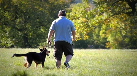 Young german shepherd and trainer walking in the field medium back Stock-Footage 59966396