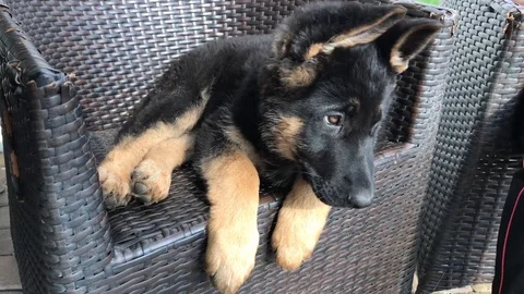 Young german shepherd on a black wicker chair Video stock 119078551