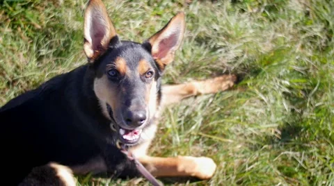 Young german shepherd looking in camera closeup Stock Footage 59966470