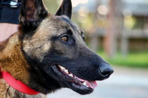 Young German shepherd. Fotos Stock