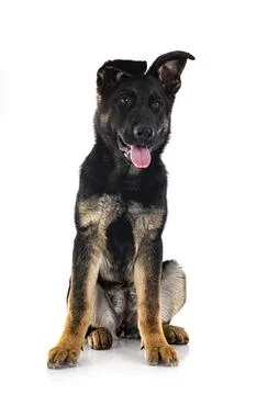 Young german shepherd Stock Photos