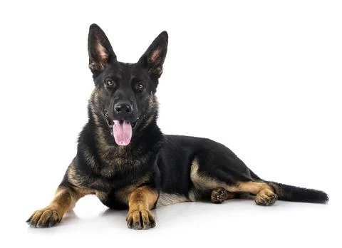 Young german shepherd Stock Photos
