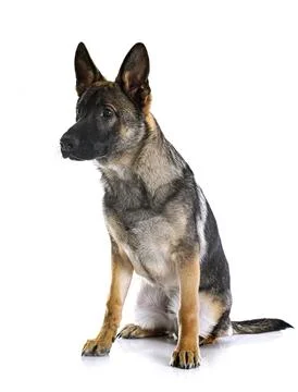 Young german shepherd Stock Photos