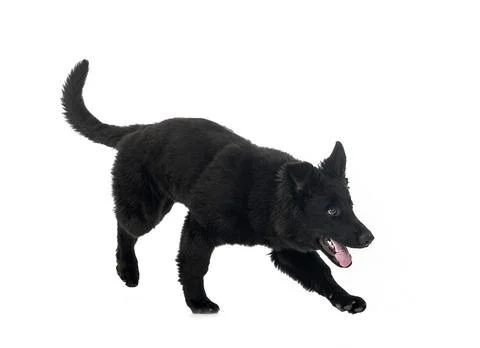Young german shepherd Stock Photos