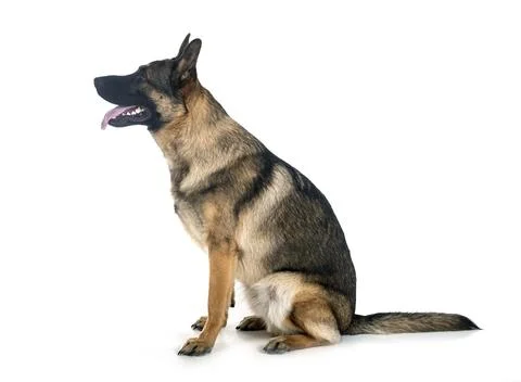 Young german shepherd Stock-Fotos