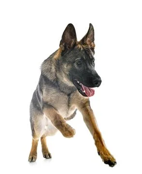 Young german shepherd Stock Photos