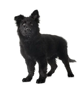 Young german shepherd Stock Photos