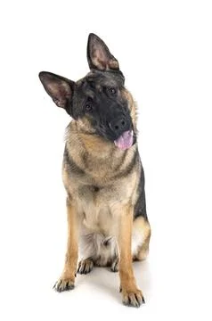 Young german shepherd Stock Photos