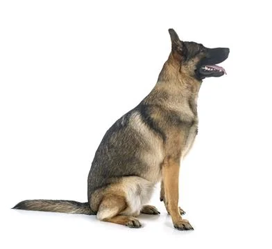 Young german shepherd Stock Photos