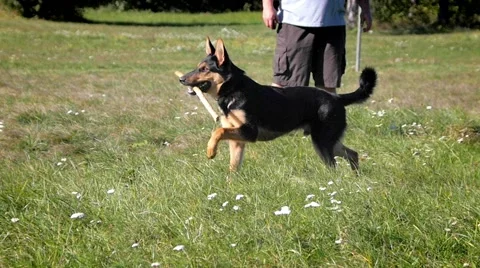 Young german shepherd playing Video stock 59966504