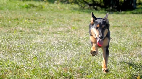 Young german shepherd running to camera Stock-Footage 59966535