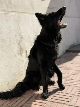 Young German Shepherd Sitting and Looking Up with Open Mouth Stock-Fotos