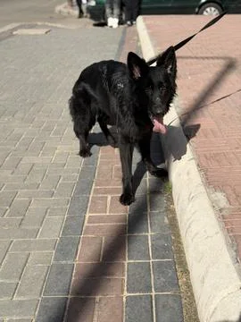 Young German Shepherd Walking Forward on Pavement Stock-Fotos