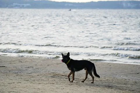 A young German shepherd walking on the seashore with a ball in his mouth Stock Photos