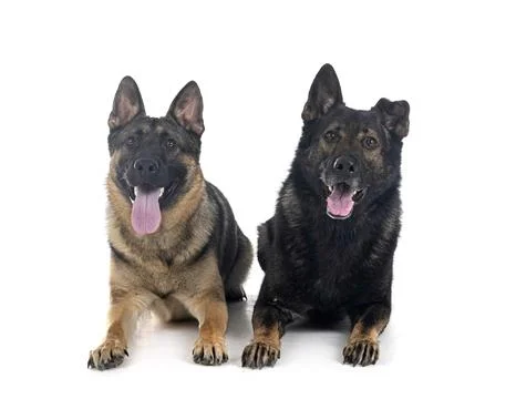 Young german shepherds Foto stock