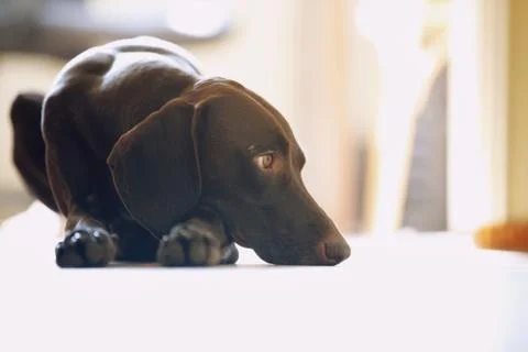 Young German short-haired pointer boring at home Stock Photos