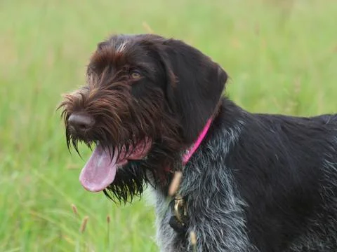 Young German Wirehaired Pointer Stock Photos