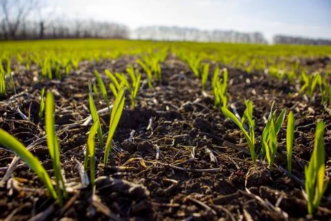 Young germinating barley. Selective focus. Stock Photos