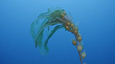 Young giant kelp suffering from excessive ocean water temperature Stock Footage 344434385