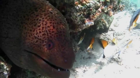 Young Giant Moray Eel Face Close Up Stock-Footage 343727730