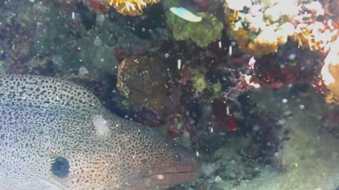 Young Giant Moray Eel Face Close Up 库存影片 343727809
