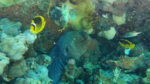 Young Giant Moray Eel Face Close Up 库存影片 343727859