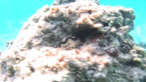  Young Giant Moray Eel Moving Across the Coral Reef Stock Footage 339632301