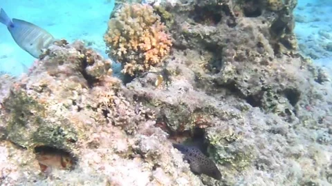 Young Giant Moray Eel Moving Across the Coral Reef Stock Footage 339632333
