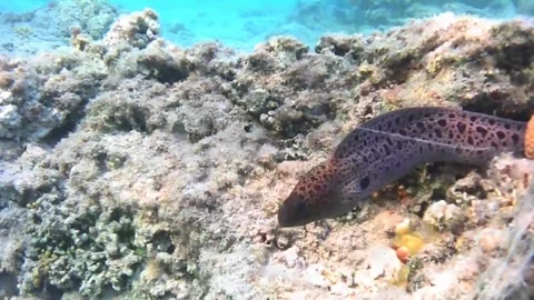 Young Giant Moray Eel Swimming Across Sandy Seabed in the Red Sea Stock Footage 339631744