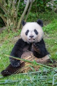 Young giant panda Stock Photos